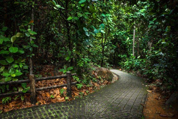 path inside bukit batok nature park