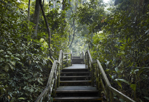 wooden steps in Bukit Timah Nature reserve
