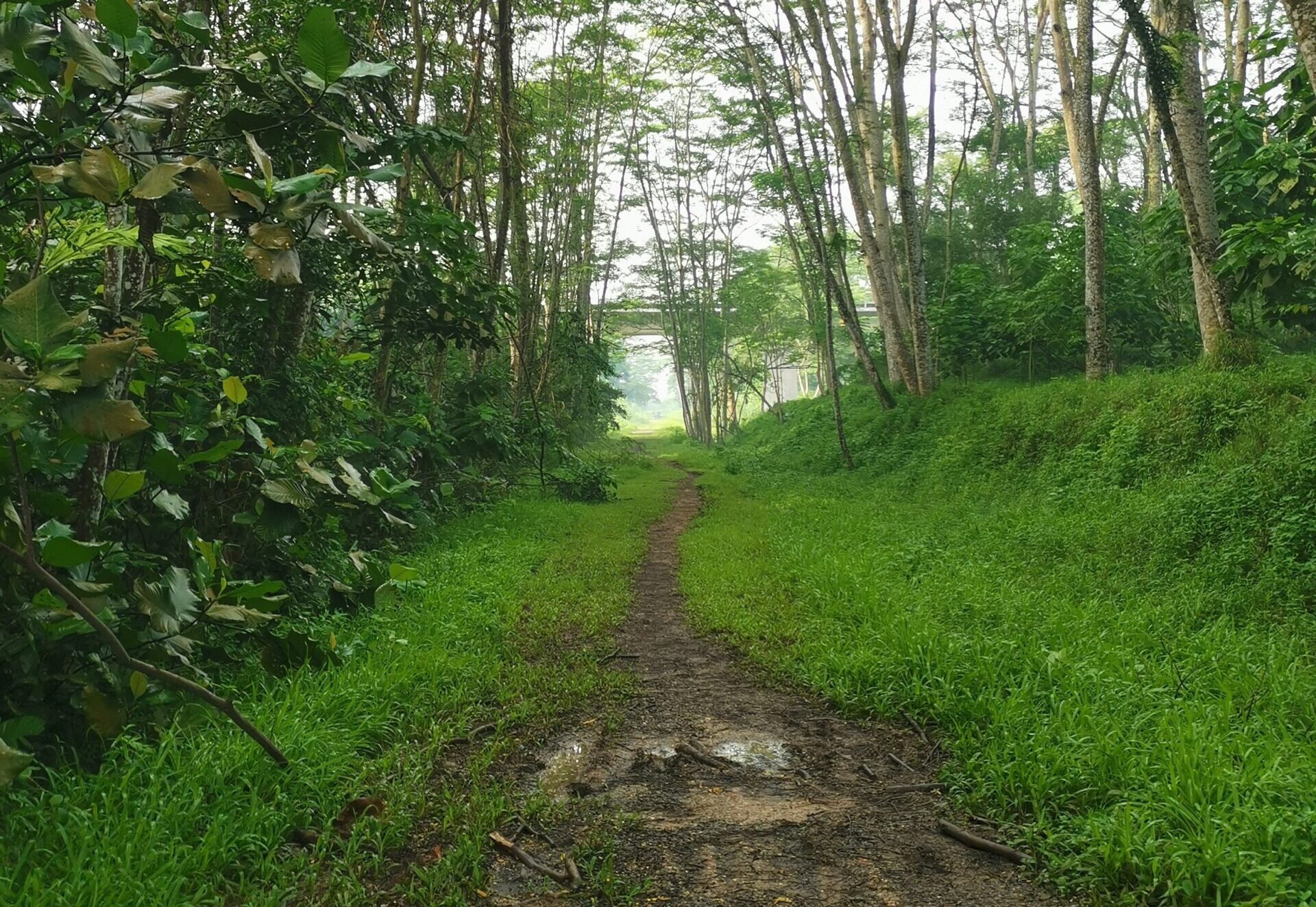 muddy trail along Singapore rail corridor