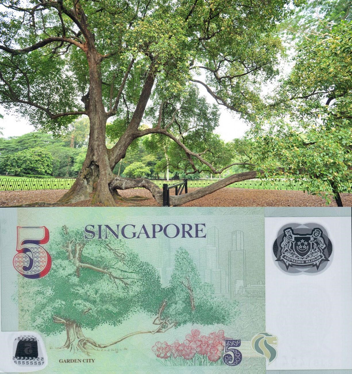 Read more about the article The Most Famous Tree in Singapore: Tembusu $5 Tree