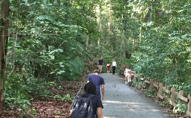 Steep slope in bukit timah nature reserve